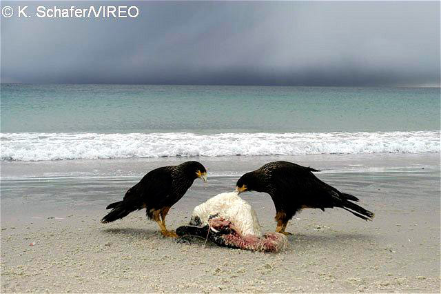 Striated Caracara s66-4-003.jpg